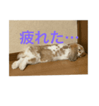 うさぎのロッピー（個別スタンプ：5）