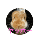 うさぎのロッピー（個別スタンプ：8）