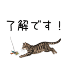 汎用キジトラスタンプ3（個別スタンプ：5）