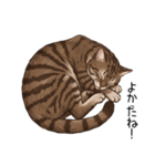 汎用キジトラスタンプ3（個別スタンプ：8）