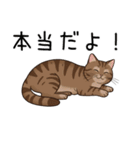 汎用キジトラスタンプ3（個別スタンプ：10）