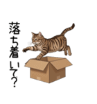 汎用キジトラスタンプ3（個別スタンプ：13）