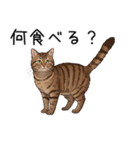 汎用キジトラスタンプ3（個別スタンプ：19）