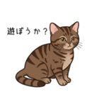 汎用キジトラスタンプ3（個別スタンプ：20）