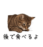 汎用キジトラスタンプ3（個別スタンプ：31）