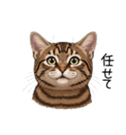 汎用キジトラスタンプ3（個別スタンプ：32）