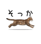 汎用キジトラスタンプ3（個別スタンプ：34）