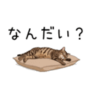 汎用キジトラスタンプ3（個別スタンプ：35）