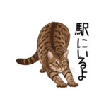 汎用キジトラスタンプ3（個別スタンプ：36）