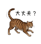 汎用キジトラスタンプ3（個別スタンプ：37）