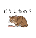 汎用キジトラスタンプ3（個別スタンプ：38）