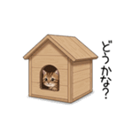 汎用キジトラスタンプ3（個別スタンプ：40）