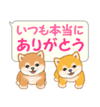 気持ち伝える吹き出し ころころ豆柴（個別スタンプ：5）