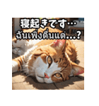 感情まるわかり！ネコのきもちスタンプ（個別スタンプ：24）