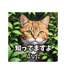 感情まるわかり！ネコのきもちスタンプ（個別スタンプ：37）