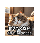 感情まるわかり！ネコのきもちスタンプ（個別スタンプ：39）