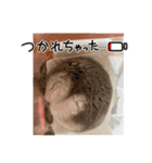 ホッと癒し（個別スタンプ：5）