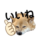 福ちゃんだね♡日常編8（個別スタンプ：14）