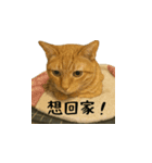 小花達のまいにち(台湾華語）（個別スタンプ：5）