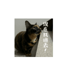 小花達のまいにち(台湾華語）（個別スタンプ：15）