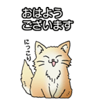 もうもふにゃんこ その1（個別スタンプ：1）