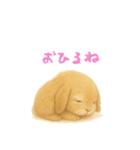 ふわふわロップイヤーラビット（個別スタンプ：12）