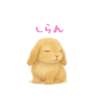 ふわふわロップイヤーラビット（個別スタンプ：15）
