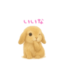 ふわふわロップイヤーラビット（個別スタンプ：17）