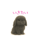 ふわふわロップイヤーラビット（個別スタンプ：21）
