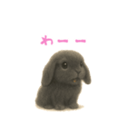 ふわふわロップイヤーラビット（個別スタンプ：22）