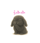 ふわふわロップイヤーラビット（個別スタンプ：24）