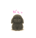 ふわふわロップイヤーラビット（個別スタンプ：25）