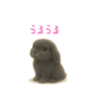 ふわふわロップイヤーラビット（個別スタンプ：31）
