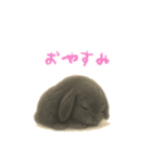 ふわふわロップイヤーラビット（個別スタンプ：32）
