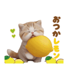 かわいい猫たち ずっと使えるダジャレ（個別スタンプ：11）