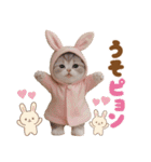 かわいい猫たち ずっと使えるダジャレ（個別スタンプ：19）