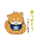 忠犬もちしば ゆる敬語スタンプ（個別スタンプ：1）