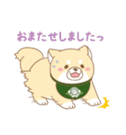 忠犬もちしば ゆる敬語スタンプ（個別スタンプ：6）