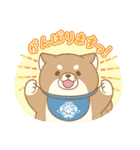 忠犬もちしば ゆる敬語スタンプ（個別スタンプ：8）