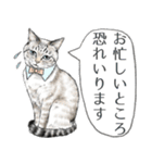 敬語編 猫にまみれたがりのスタンプ（個別スタンプ：5）