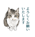 敬語編 猫にまみれたがりのスタンプ（個別スタンプ：6）