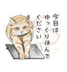 敬語編 猫にまみれたがりのスタンプ（個別スタンプ：13）