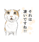 敬語編 猫にまみれたがりのスタンプ（個別スタンプ：17）