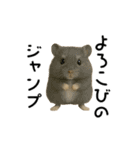 動く！ハムスターズ（個別スタンプ：4）