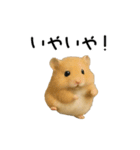 動く！ハムスターズ（個別スタンプ：7）