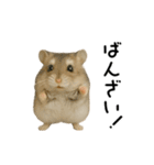 動く！ハムスターズ（個別スタンプ：8）