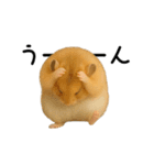 動く！ハムスターズ（個別スタンプ：9）