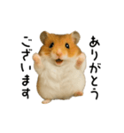 動く！ハムスターズ（個別スタンプ：11）