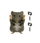動く！ハムスターズ（個別スタンプ：15）