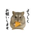 動く！ハムスターズ（個別スタンプ：24）